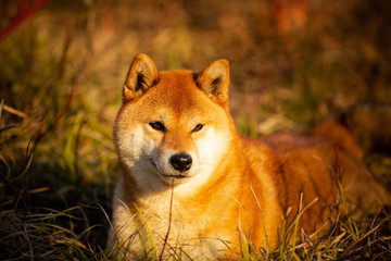 Beautiful red shiba inu dog lying on the grass in the forest at golden sunset