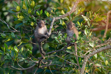 Crab eating macaque habitat in phuket ,Thailand..Two juvenile long tailed macaque sitting on rhizophora tree looking at camera with soft sunlight in background..