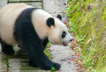 The daily life of a giant panda at Chengdu Panda Base.