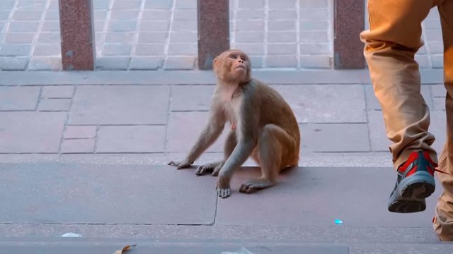The monkey sits on a stone step, a man passes next to it, the monkey looks at he and does not run away, but sits further, India. Slow mo, slo mo, slow motion, high speed camera