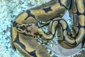 The snake is a popular pet in Thailand.