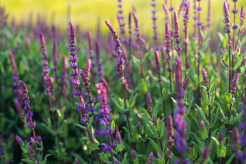 Blue Salvia flowers blooming in the field with blur background