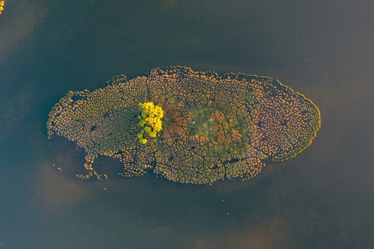 Aerial View Of A Small Island On The Lake. Milicz, Barycz Valley Landscape Park.