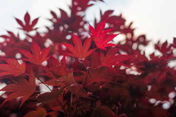 Red maple leaves with blue sky blurred background,