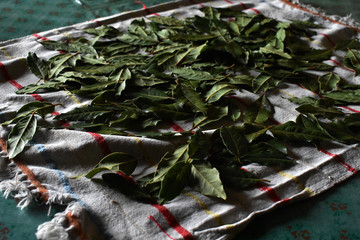 Hojas  de laurel secándose en un trapo de cocina 