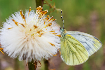 Butterfly closeup sitting on a flower. Summer macro photo. The amazing world of insects.