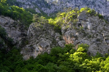 large rocks and trees on them