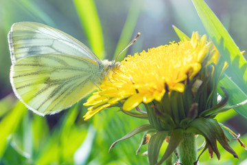 Butterfly closeup sitting on a flower. Summer macro photo. The amazing world of insects.