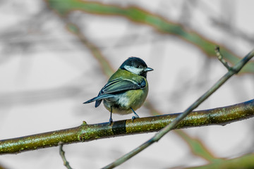 bird on branch
