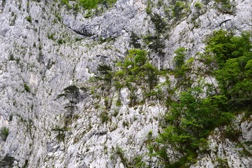 large rocks and trees on them
