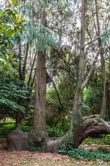 Old tree in Crystal Palace Gardens public park in Porto, Portugal