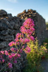 Flora of Mount Etna volcano, blossom of pink Centranthus ruber Valerian or Red valerian, popular...