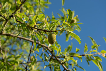 Green almond nuts ripening on tree, nature background with blue sky