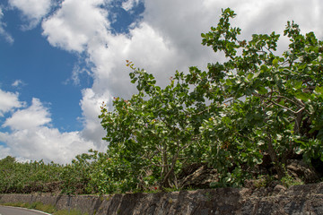 Cultivation of important ingredient of Italian cuisine, plantation of pistachio trees with ripening pistachio nuts near Bronte, located on slopes of Mount Etna volcano.