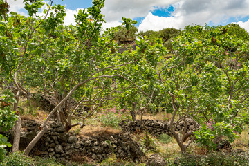 Cultivation of important ingredient of Italian cuisine, plantation of pistachio trees with ripening pistachio nuts near Bronte, located on slopes of Mount Etna volcano.