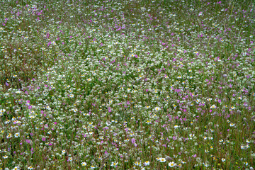 Floral background with summer wild flowers on meadow or in park