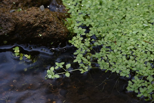 Callitriche stagnails (water starwort) in the pond.