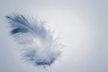 Beautiful abstract color white and blue feathers isolated on white background pattern and wallpaper