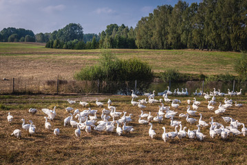 Flock of geese in Koscierzyna commune, Cassubia region of Poland