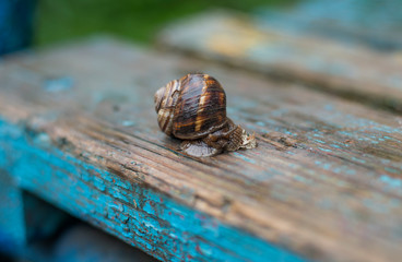 grape snail sits on a wooden surface