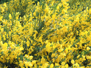 bright yellow sunny flowers background