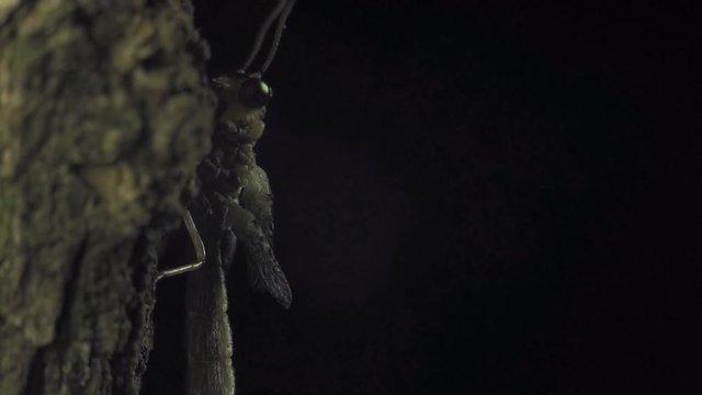 Antlion metamorphosis 1135 9