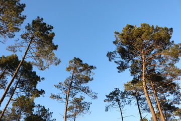 Obraz premium arbres