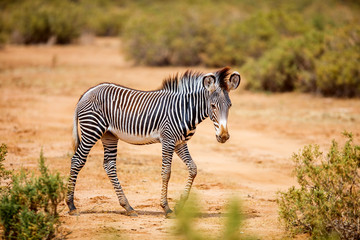 Grevys Zebra in Samburu Kenia