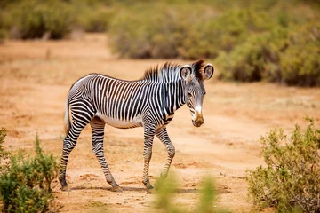 Fotobehang Zebra Grevys zebra in Samburu Kenya