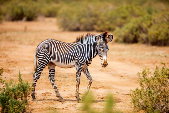 Grevys zebra in Samburu Kenya