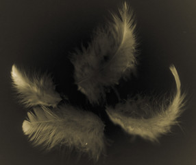 Obraz premium Beautiful abstract color white gray brown and gold feathers isolated on black background pattern and wallpaper