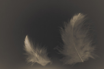 Beautiful abstract color white gray brown and gold feathers isolated on black background pattern and wallpaper