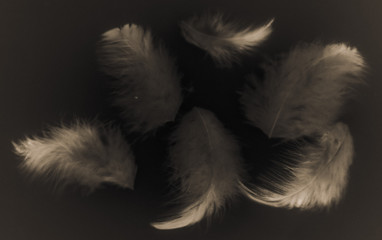 Beautiful abstract color white gray brown and gold feathers isolated on black background pattern and wallpaper