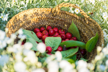 cherries in old basket over white flowers