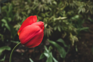 Red tulip flower with dew drops surrounded by greenery in vintage matte style of old photos