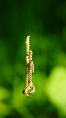 Chenille suspendu