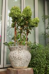 Large stone vase with green hydrangea flower