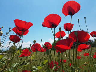 Obraz premium poppies sky upword sun isolated in blue background