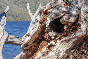 Details of tree stump at Dove Lake, Tasmania