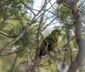 Green rosella in Tasmania