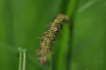 caterpillar on leaf
