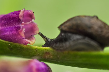 snail on leaf