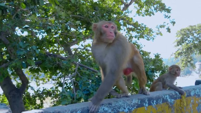 A large monkey, an alpha male, jumps from a tree onto a stone fence and walks very proudly and importantly, on his back is a wound from a recent fight, India. Slow mo, slo mo, slow motion, high speed 