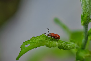 beetle on leaf