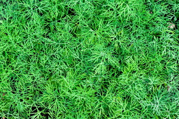 Bright green fresh dill growing in the garden a carpet. Green background of fennel growing in the garden