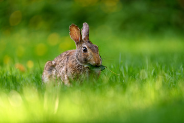 Close-up photo with copy space of an eastern cottontail rabbit (Sylvilagus floridanus) in British Columbia, Canada