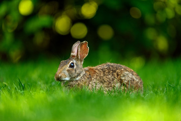 Close-up photo with copy space of an eastern cottontail rabbit (Sylvilagus floridanus) in British Columbia, Canada