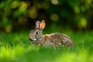 Close-up photo with copy space of an eastern cottontail rabbit (Sylvilagus floridanus) in British Columbia, Canada