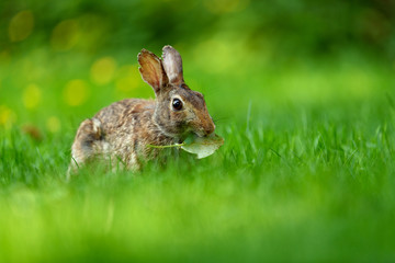 Close-up photo with copy space of an eastern cottontail rabbit (Sylvilagus floridanus) in British Columbia, Canada
