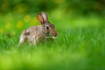 Close-up photo with copy space of an eastern cottontail rabbit (Sylvilagus floridanus) in British Columbia, Canada